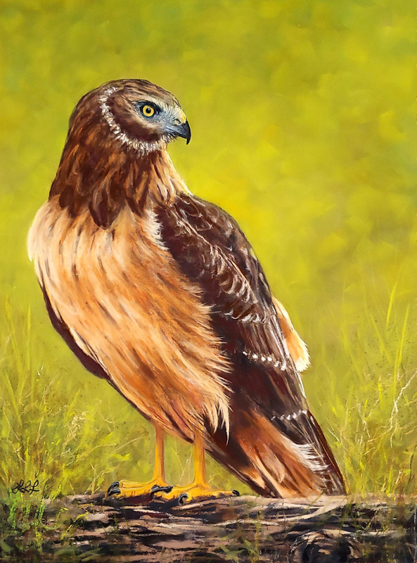 Northern Harrier