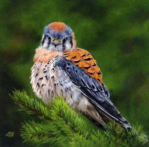 Honourable Mention & People's Choice: American Kestrel