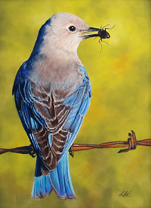 Female Mountain Bluebird