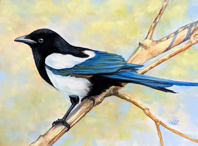 Black Billed Magpie