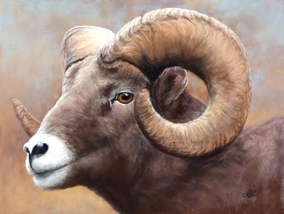 California Bighorn Sheep