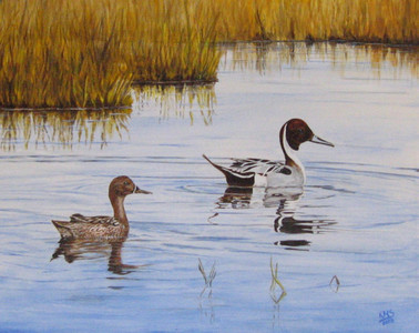 The Pintails