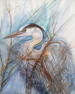 Blue Heron in Stanley Park (FCA Wildlife Exhibition 2018)