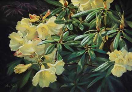 Rhododendron Sunspray