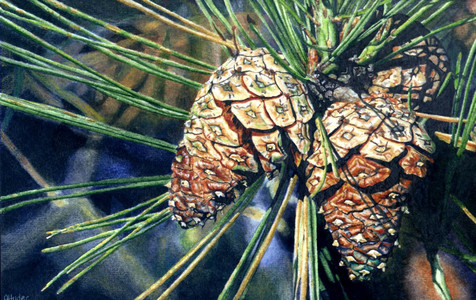 Pinecones