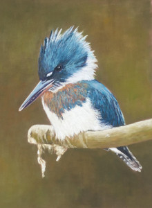 Kingfisher