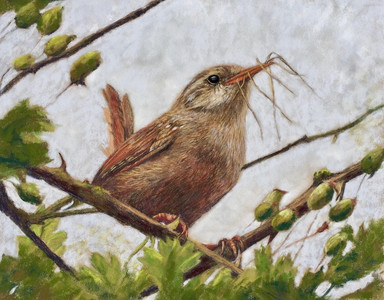 Little Wren