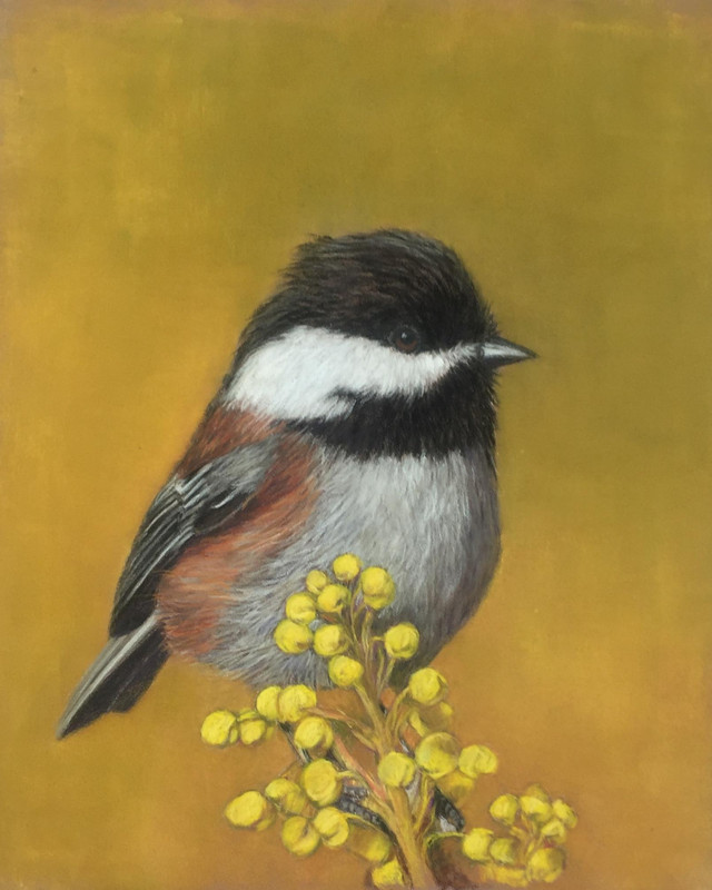Summer Chickadee