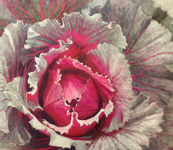 Pink Cabbage