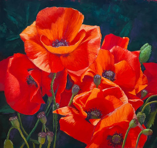 Blooming Poppies