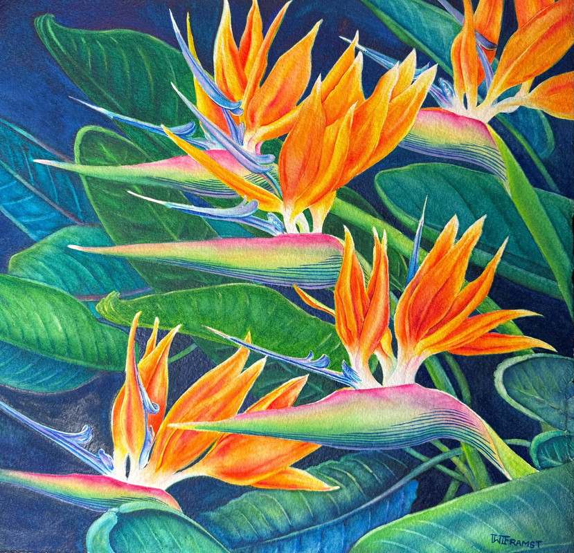 Song Birds