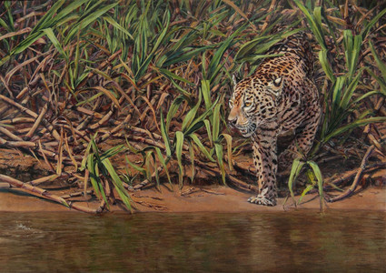 Jaguar Hunting