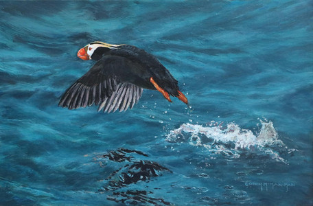 Tufted Puffin