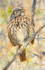 Song Sparrow, Maplewood Flats