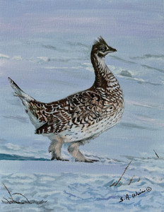 Ruffed Grouse in Snow