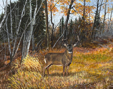 Whitetail Buck in the Forest