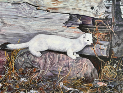 Spring is Just Around the Corner (Weasel)