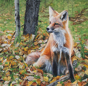 "Listening" - adolescent red fox