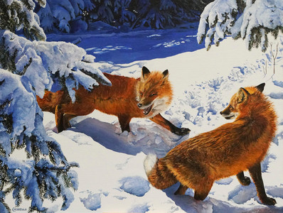 Stranger Danger - Red foxes