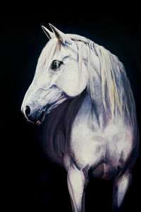 Bella #2 (Andalusian Mare)