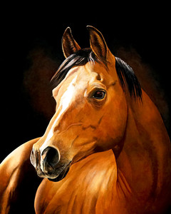 Tiku (Arabian Horse)