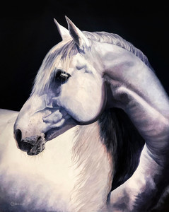 Silver Cloud - Andalusian Mare