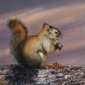 Spruce Cone Supper - Grey Squirrel