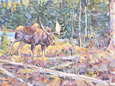 Waterton Bull Moose