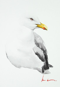 Western Gull