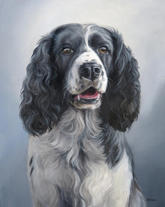 Black and White Springer Spaniel