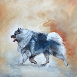Keeshond on the Go