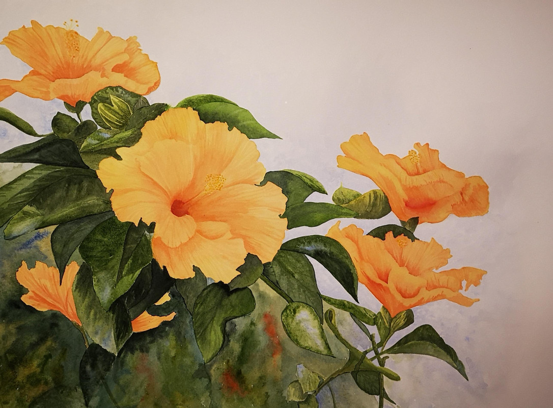 Hibiscus in Bloom