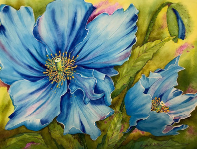 "Blue Himalayan Poppy"