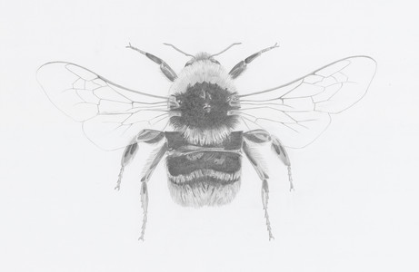 Bumble Bee, Cabinet of Curiosities