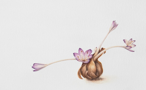 Colchicum Autumnale