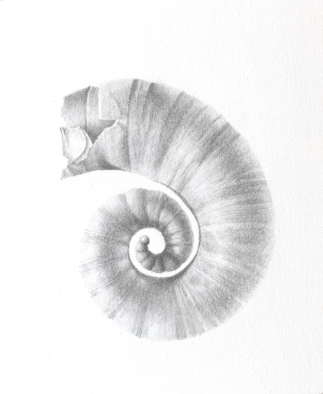 Spirula-spirula