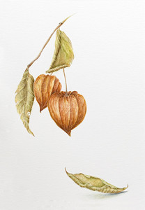 Physalis Alkekengi