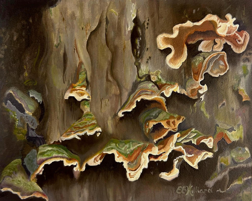 Fungal Fiesta