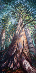 Cascading Light on Old Growth Cedars