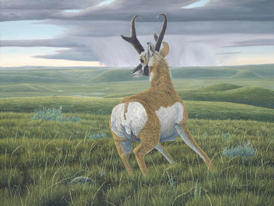 Navigation - Pronghorn