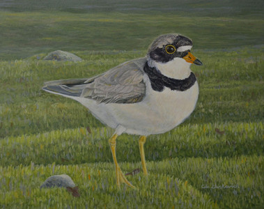 The Wanderer - Semipalmated Plover