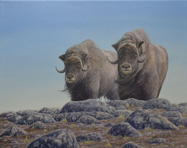 On the Ridge - Musk Ox