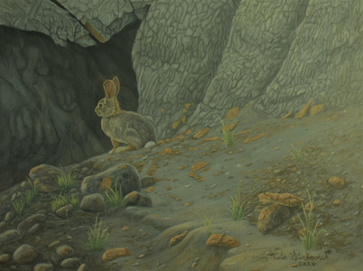 Badlands and Cottontail