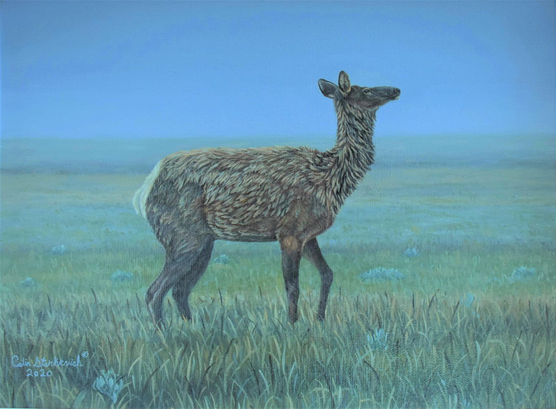 Cow Elk After Summer Rain
