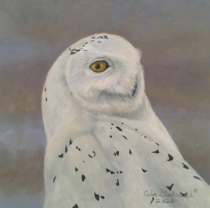 Snowy Owl Portrait