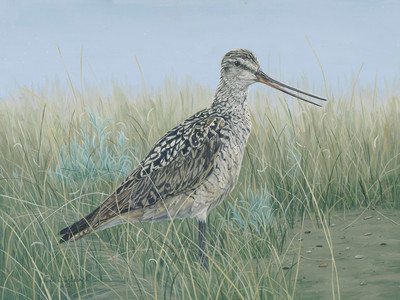 Marbled Godwit