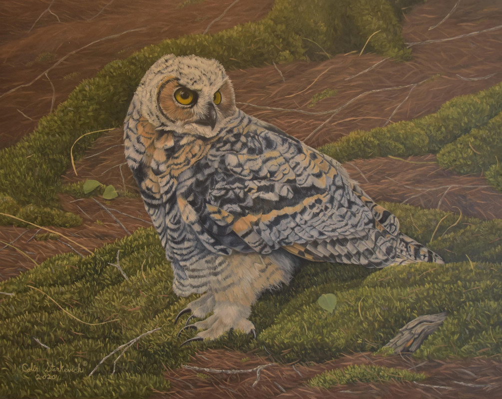Great Horned Owl Fledgling