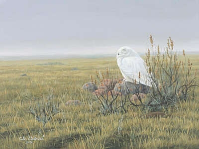 Days of Spring - Snowy Owl