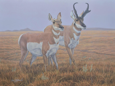 Prairie Companions - Pronghorn