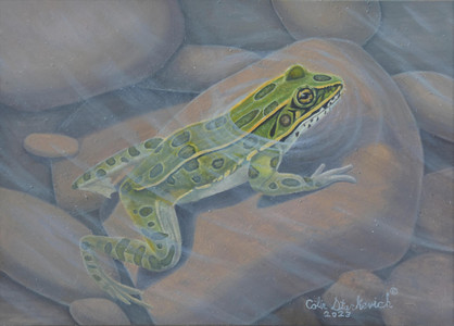 Northern Leopard Frog
